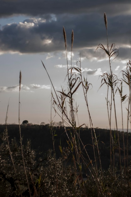 Zdjęcie widok na pole na tle chmurnego nieba