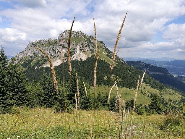 Zdjęcie widok na pole na tle chmurnego nieba