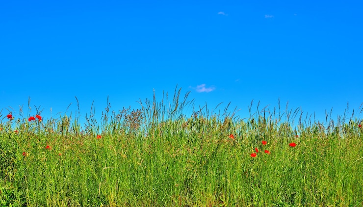 Zdjęcie widok na pole na tle jasnego niebieskiego nieba