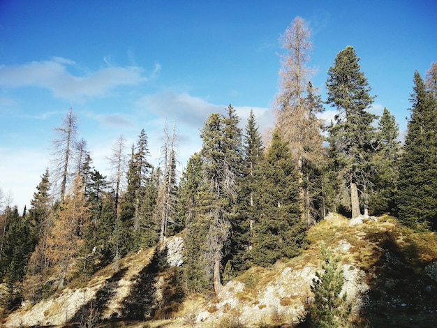 Widok na pole na tle niebieskiego nieba