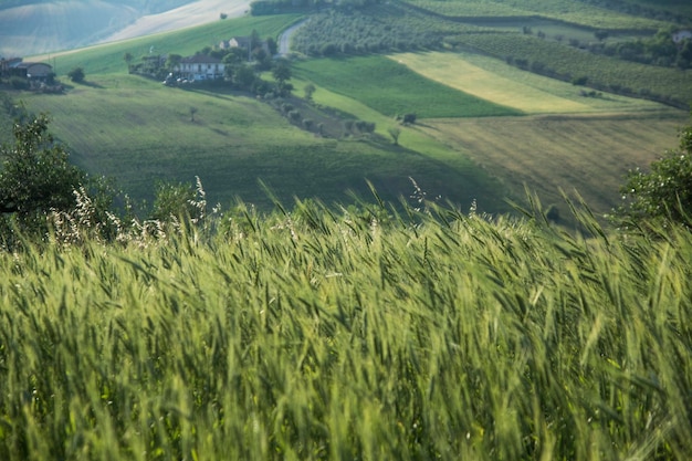 Zdjęcie widok na pole rolnicze