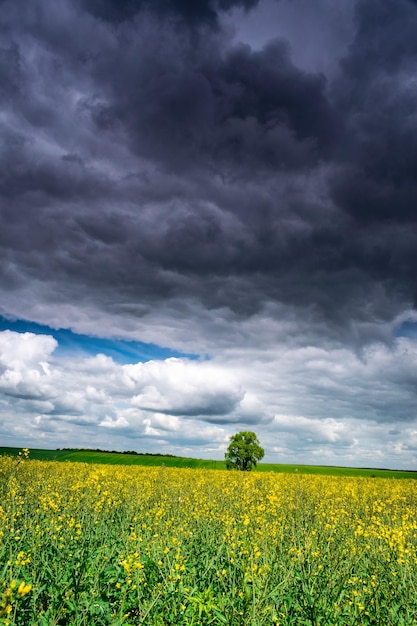 Widok na pole rzepaków oleistych na tle chmurnego nieba