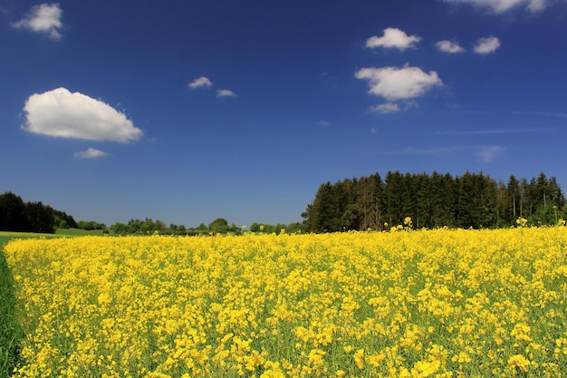 Widok na pole rzepaków oleistych na tle nieba