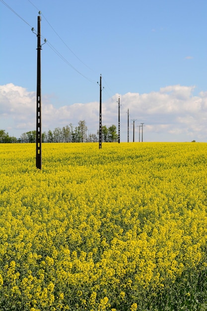 Widok na pole rzepaków oleistych na tle nieba