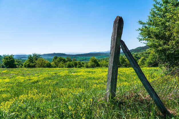 Zdjęcie widok na pole w tle czystego nieba