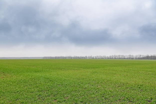 Widok na pole z pędami pszenicy ozimej