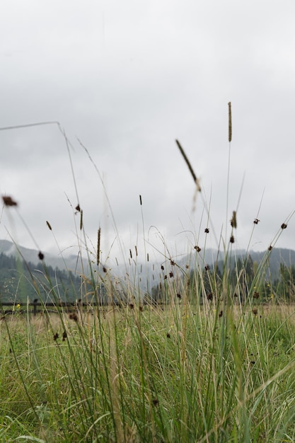 Widok na polne trawy i leśne wzgórza