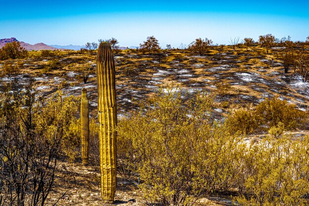 Zdjęcie widok na pustynię tyłek w arizonie