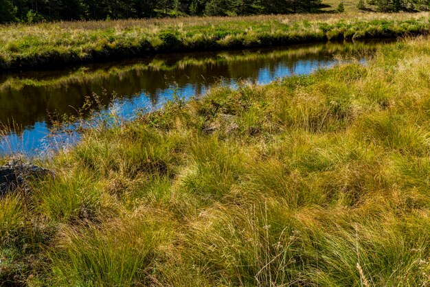 Widok na rzekę Crni Rzav na górze Zlatibor w Serbii