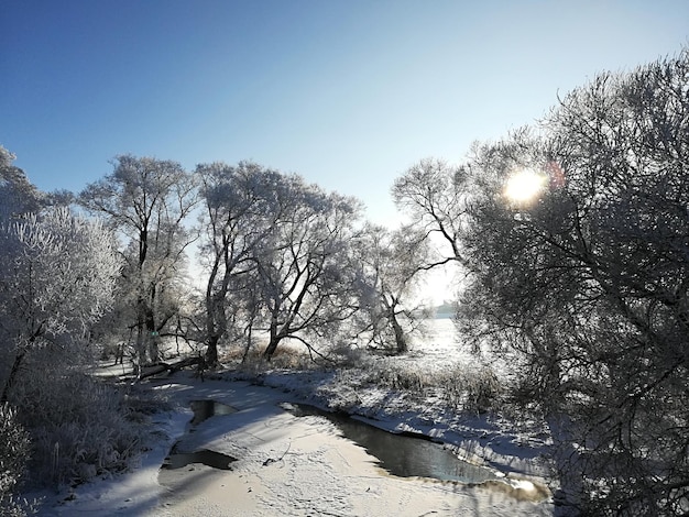 Widok na rzekę z mostu w zimie. Pokryte śniegiem drzewa. Jasny słoneczny dzień z błękitnym niebem.