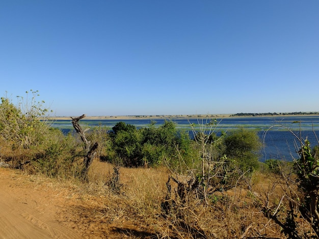 Widok na rzekę Zambezi w parku narodowym Chobe w Botswanie w Afryce