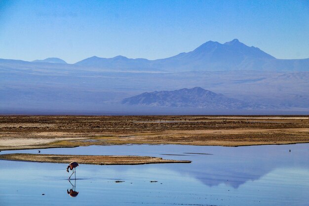 Zdjęcie widok na słone jezioro z flamingami na tle gór i nieba - pustynia atacama andes w chile