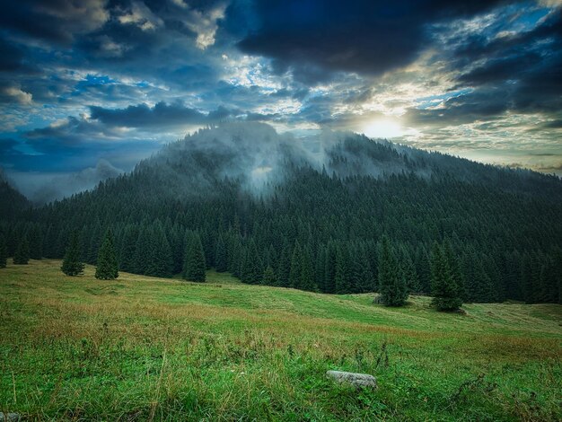 Zdjęcie widok na sosny w tle nieba