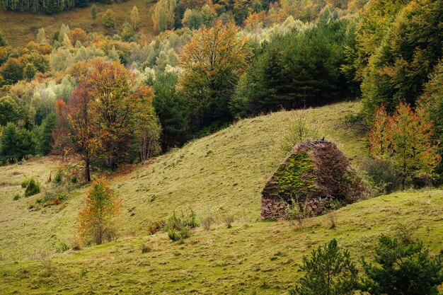 Zdjęcie widok na stary dom w lesie