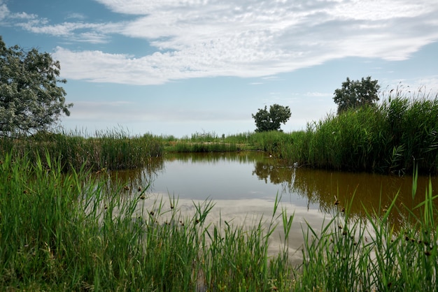 Widok na staw z zielonymi trzcinami, letni dzień