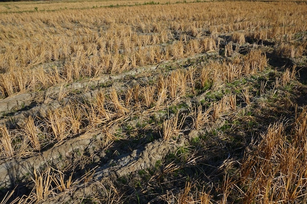 widok na suche pola ryżowe