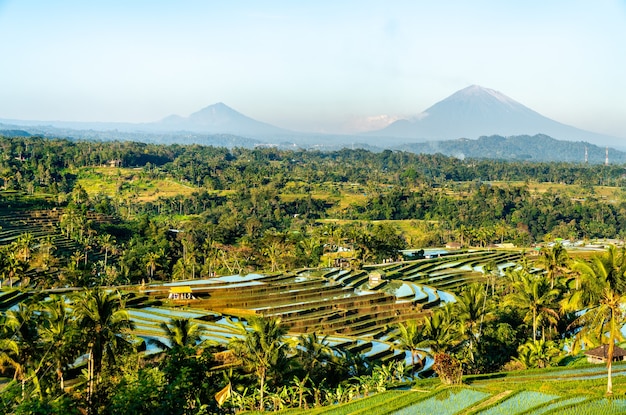 Widok na tarasy ryżowe Jatiluwih na Bali, Indonezja