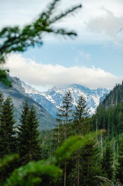 Widok na Tatry