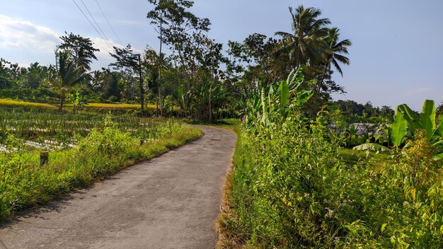 Widok na ulicę wioski w Indonezji