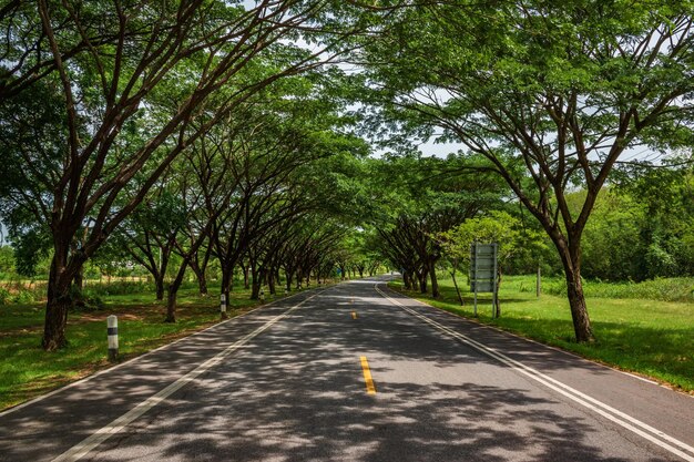 Zdjęcie widok na wiejską drogę wzdłuż drzew