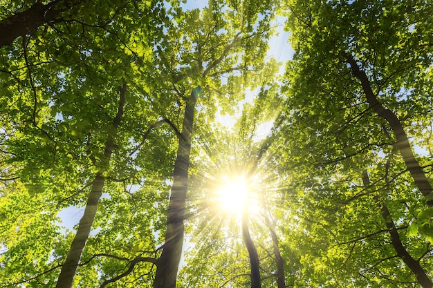 Widok na wierzchołki drzew w głębokim lesie z ciepłym wiosennym światłem słonecznym. Zrobione na zewnątrz ze znakiem 5D III.