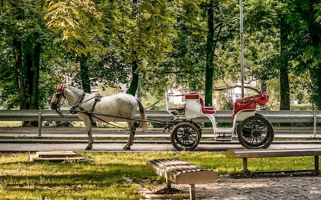 Zdjęcie widok na wóz konny