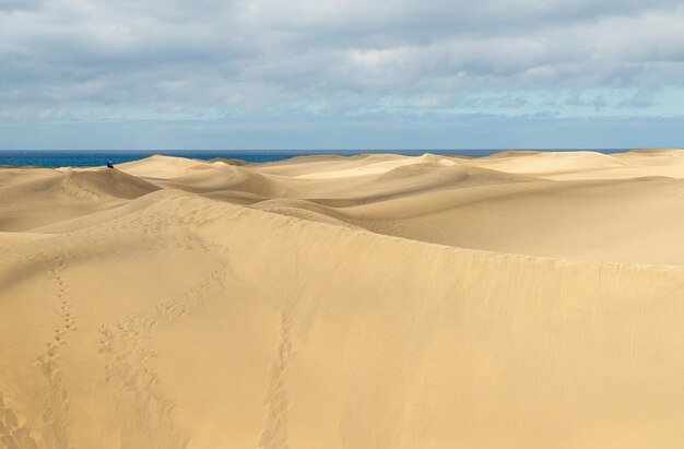 Widok na wydmy na wyspach Maspalomas Canarias Hiszpania ze wzgórzem złotego piasku z Sahary