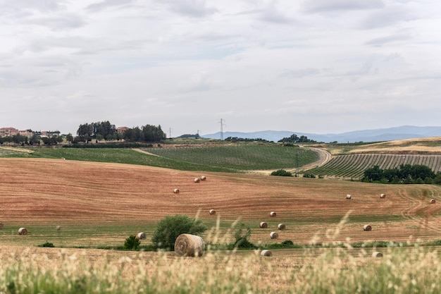 Widok na wzgórza Toskanii z belami siana i kilkoma farmami, Val d'Orcia, Włochy