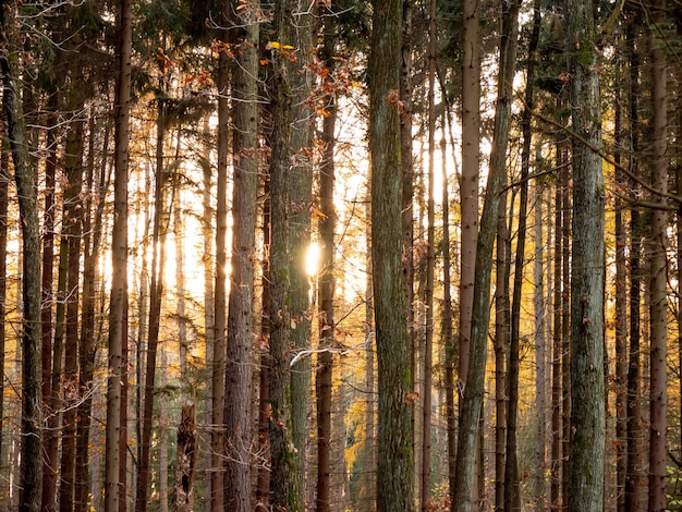 Widok na zachód słońca w lesie dębowym, Polska