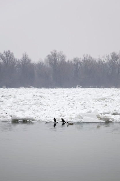 Widok Na Zamarzniętą Lodową Rzekę Zimą