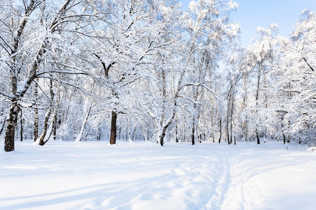 Widok na zaśnieżony park leśny w zimowy poranek