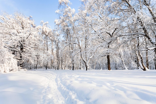 Widok na zaśnieżony park leśny w zimowy poranek