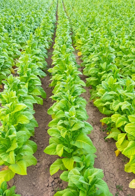 Widok na zieloną roślinę tytoniu w polu w Chiang Rai, Tajlandia. Plantacje tytoniu w Azji.