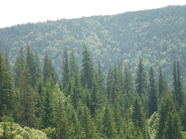 Widok na zielone góry