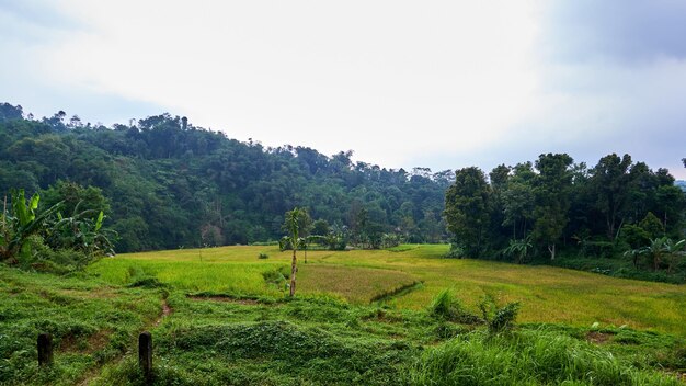 Widok na zielone pola ryżowe na wsi