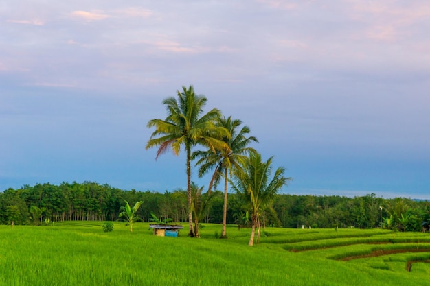 Widok na zielone pola ryżowe z palmami kokosowymi o poranku