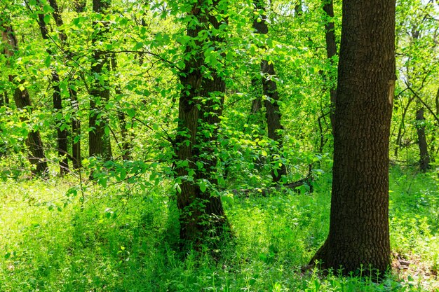 Widok na zielony las na wiosnę