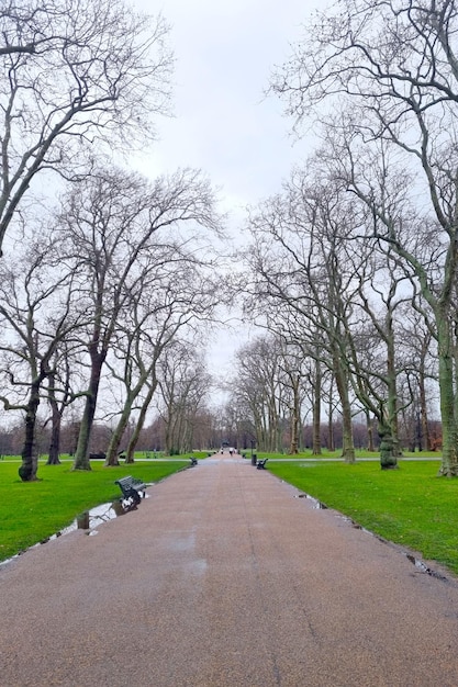 Widok na zielony park w pochmurny zimowy dzień