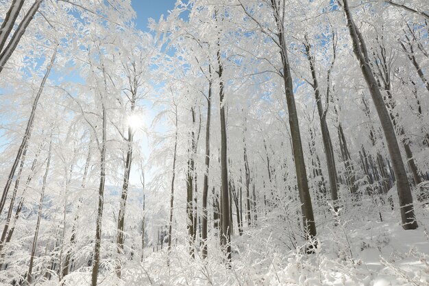 Widok na zimowy las bukowy w mroźny, słoneczny poranek