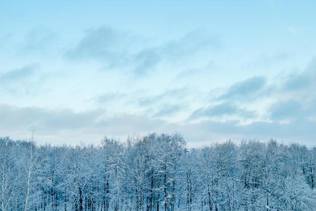 Widok na zimowy las Drzewa w śniegu po śnieżycy Początek sezonu zimowego