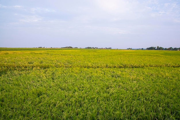 Widok naturalnego krajobrazu zbiorów rolnictwa Pole ryżu niełuskanego w Bangladeszu