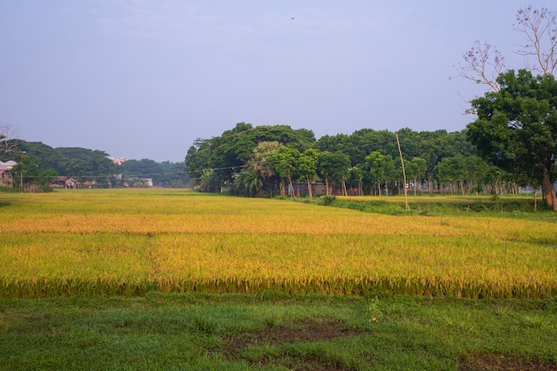 Widok naturalnego krajobrazu zbiorów rolnictwa Pole ryżu niełuskanego w Bangladeszu