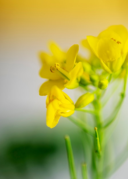 Zdjęcie widok naturalnych rozmytych kwiatów