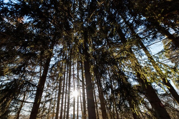 Widok nieba przez wierzchołki ogromnych drzew