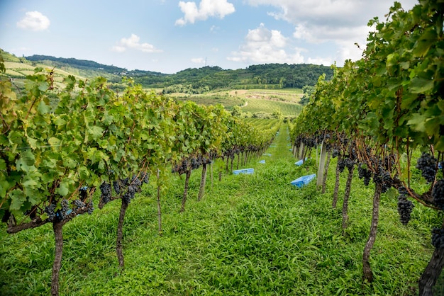 Widok ogólny winnicy z winogronami gotowymi do zbioru.