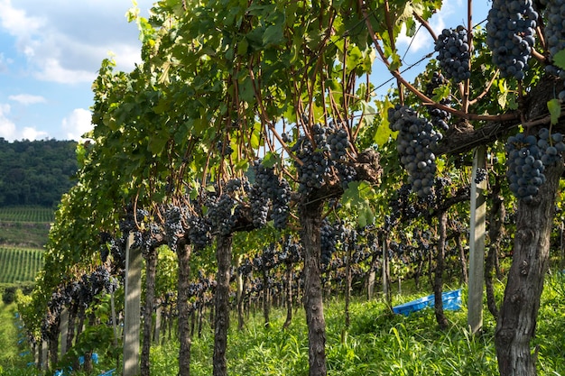 Widok ogólny winnicy z winogronami gotowymi do zbioru.