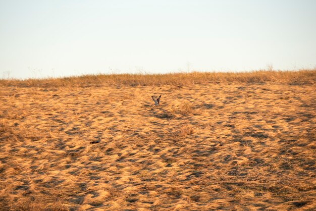 Zdjęcie widok owiec biegających po polu