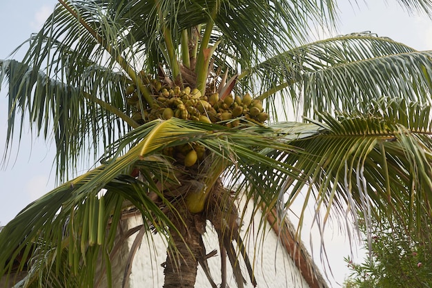Widok perspektywiczny palm kokosowych na egzotycznej tropikalnej wyspie