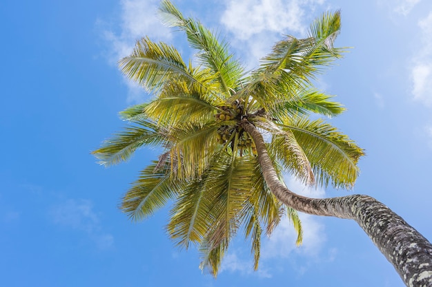 Widok perspektywiczny palmy kokosowe z podłogi wysoko na plaży, Zanzibar, Tanzania. Zielone liście palmowe i kokosy na tle błękitnego nieba.