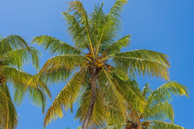 Widok perspektywiczny palmy kokosowej z podłogi wysoko na wyspie plaży Zanzibar Tanzania Afryka Wschodnia